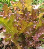 �I�[�K�j�b�N�ƒ�؉�