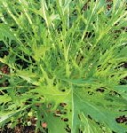 �I�[�K�j�b�N�ƒ�؉�