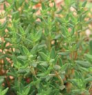 �n�[�u�̎�