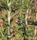 �n�[�u�̎�