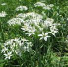 �n�[�u�̎�